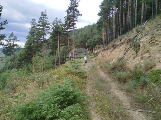 Поставени са фотокапани за проследяване поведението на мечката, която нападна човек от девинското село Лясково