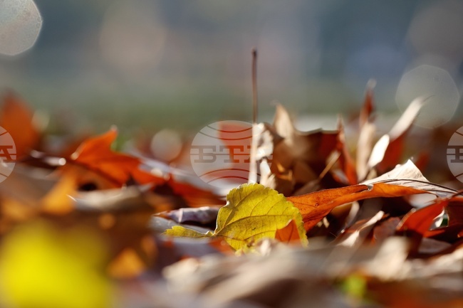 Творчески занимания с естествени материали имаха ученици от Българското училище „Просвета“ във Великобритания