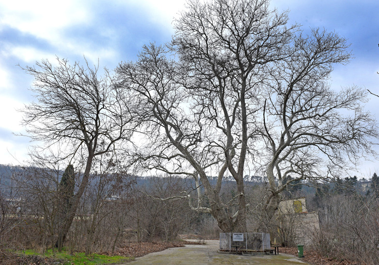 Варненският вековен чинар е номиниран от ученици за „Европейско дърво на годината“