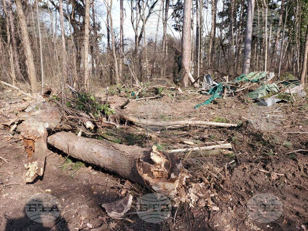 Йорданка Фандъкова сезира СДВР и прокуратурата заради нерегламентирано изсичане на дървета около къпалнята „Мария Луиза“