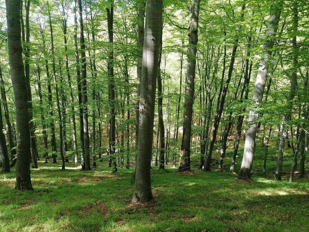 Zlatishka Beech Forest, Krairechna Forest Become Protected Areas