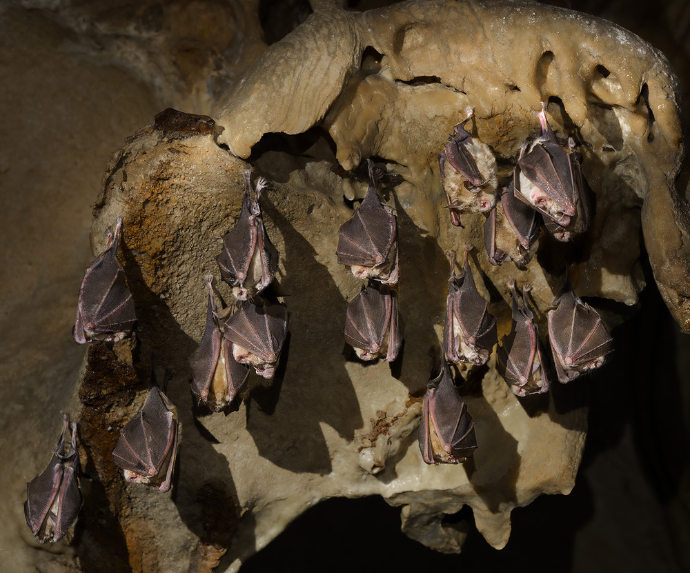 Ruse Exhibition Focuses on Myths, Legends and Science of Bats