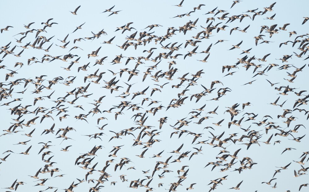 Fewer Waterbirds in Bulgaria in 2025 Compared to 2024, 49th Midwinter Census Shows