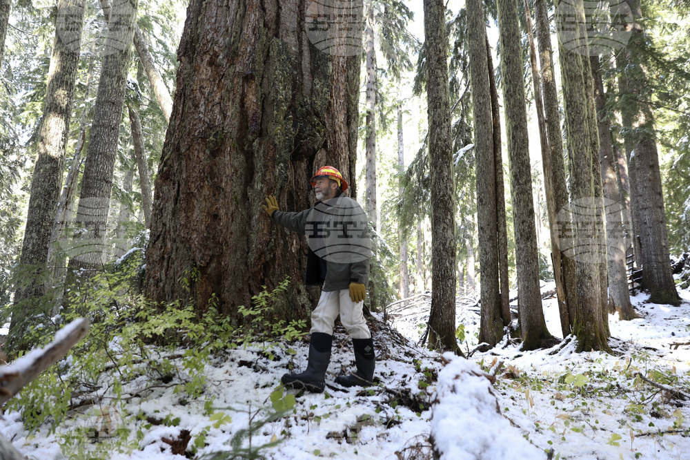 US Biden Old Growth