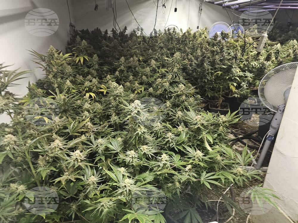 Police Bust Cannabis Greenhouse in Sofia