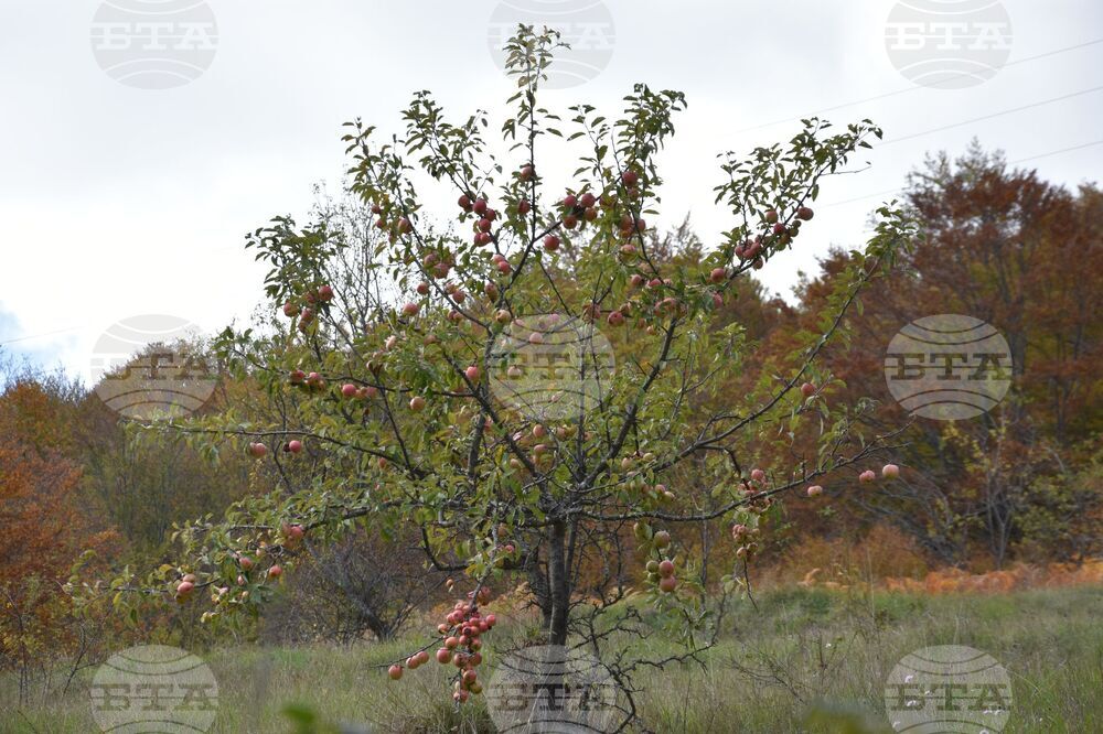 Сърбия - Село Ярешник - изглед