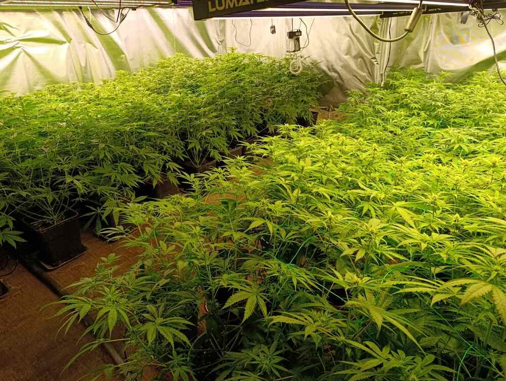 Number of People Detained for Drug-related Crimes Increasing