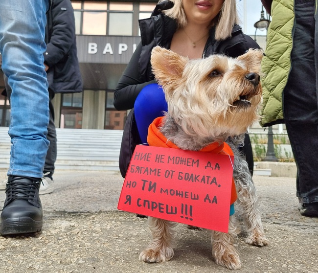 Протест срещу насилието над животни ще се проведе във Варна