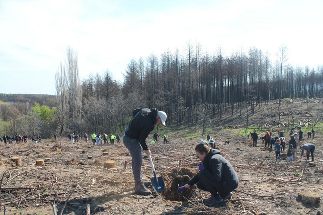 Над 500 доброволци засадиха 10 000 фиданки край село Студена