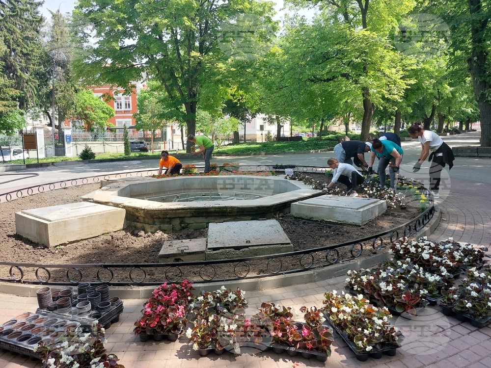 В рамките на няколко дни 25 хиляди стръка пролетни цветя ще бъдат засадени в Свищов