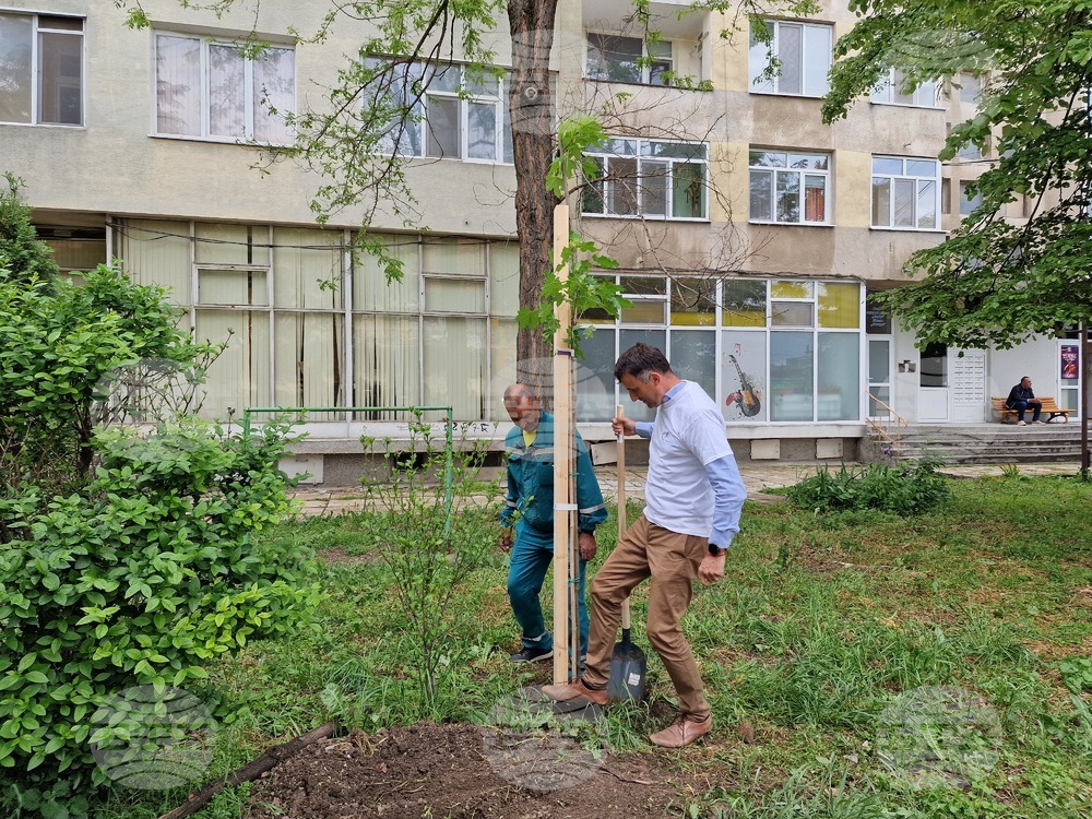 Разград - засаждане на дръвчета