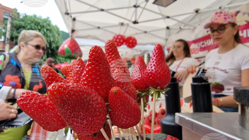 Serbia's Raspberry Growers Threaten to Abandon Plantations Due to Low Purchase Prices