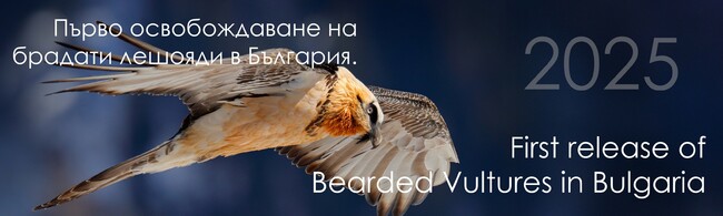 Очаква се първото освобождаване в природата на брадати лешояди в България да се състои в крепост Туида, Сливен