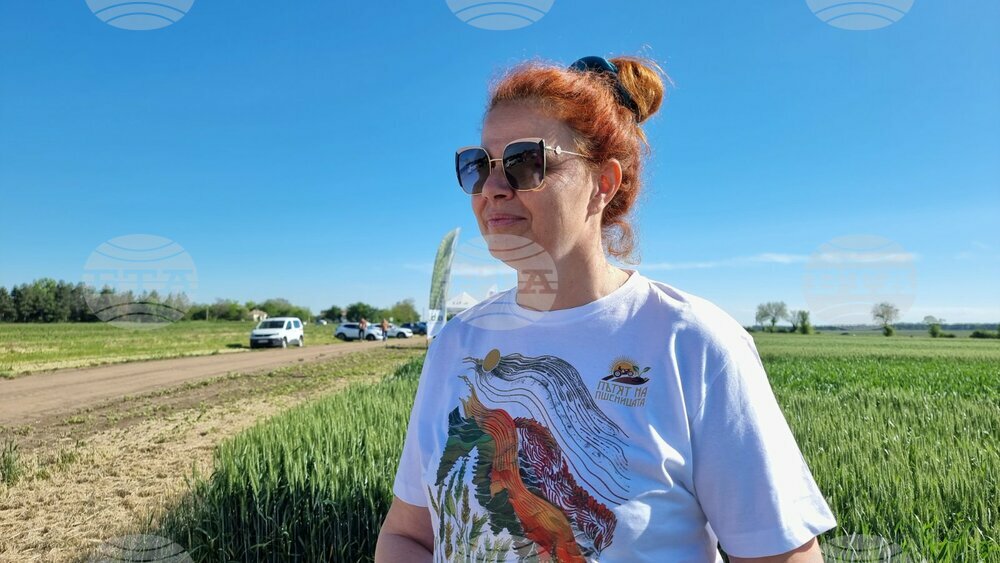 Демоплатформата "Ден на полето" показва процеса от засяването до прибирането на 55 сорта пшеница
