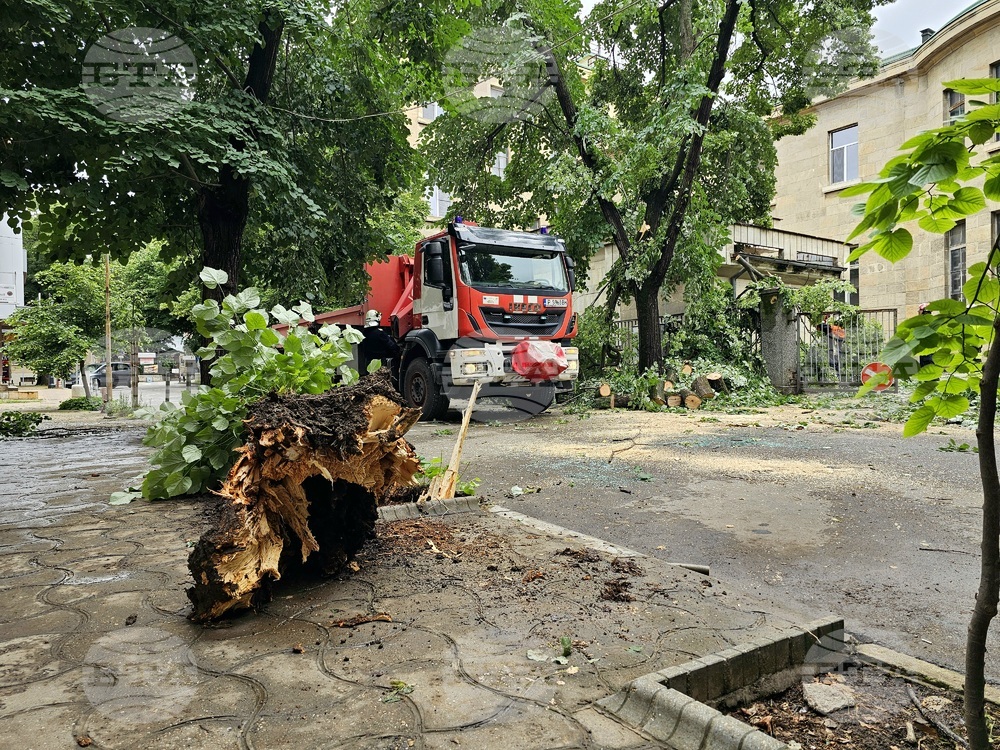 Дърво падна върху автомобил в центъра на Русе, няма пострадали