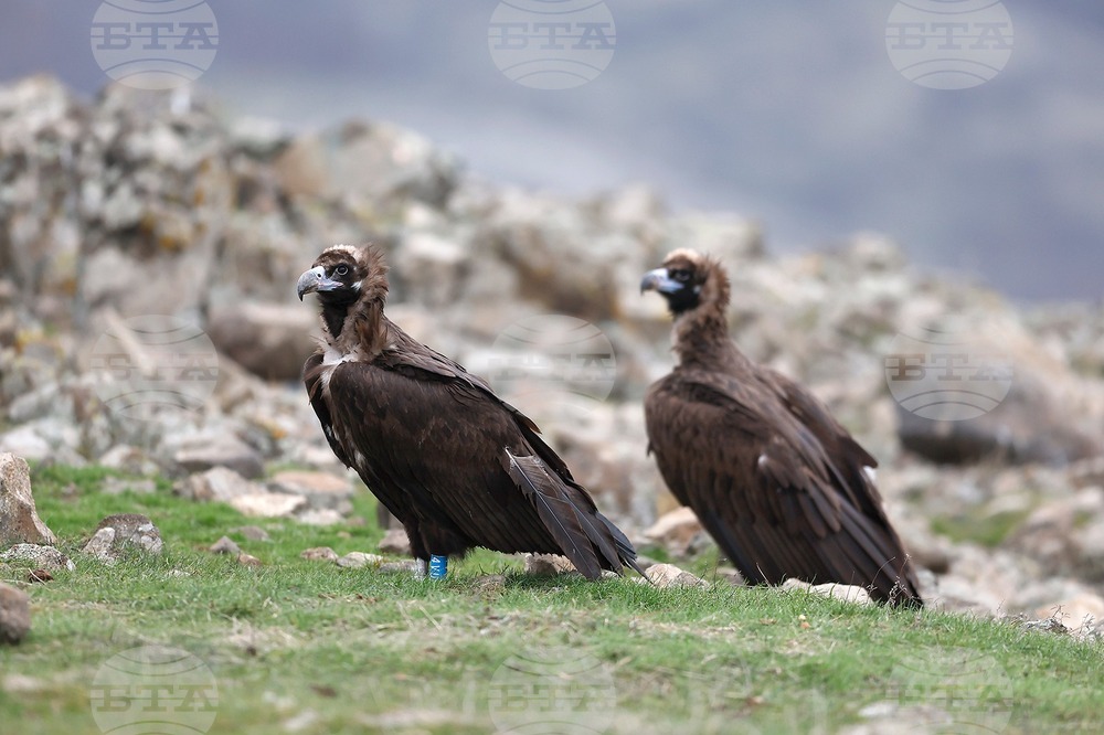 New Group of Black Vultures from Spain Arrives in Eastern Rhodopes