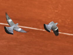 French Open Tennis
