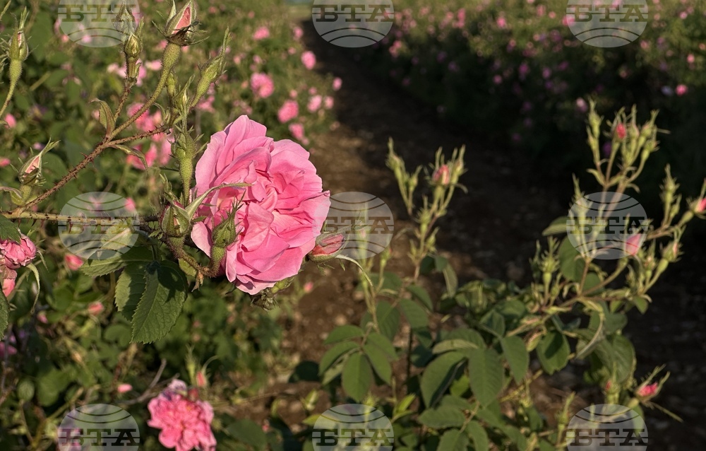 Rose-Picking Near Village of Rozovo Begins on Saturday