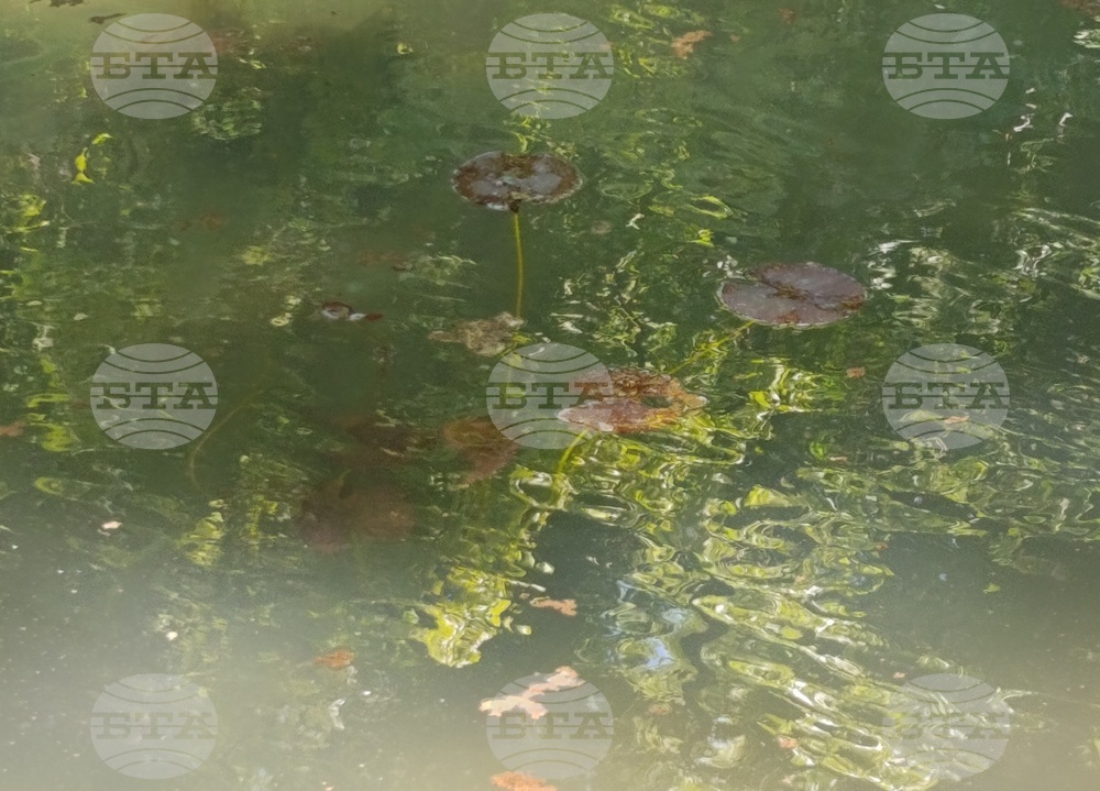 Водни лилии ще цъфтят в езерото в шуменския парк „Кьошковете“