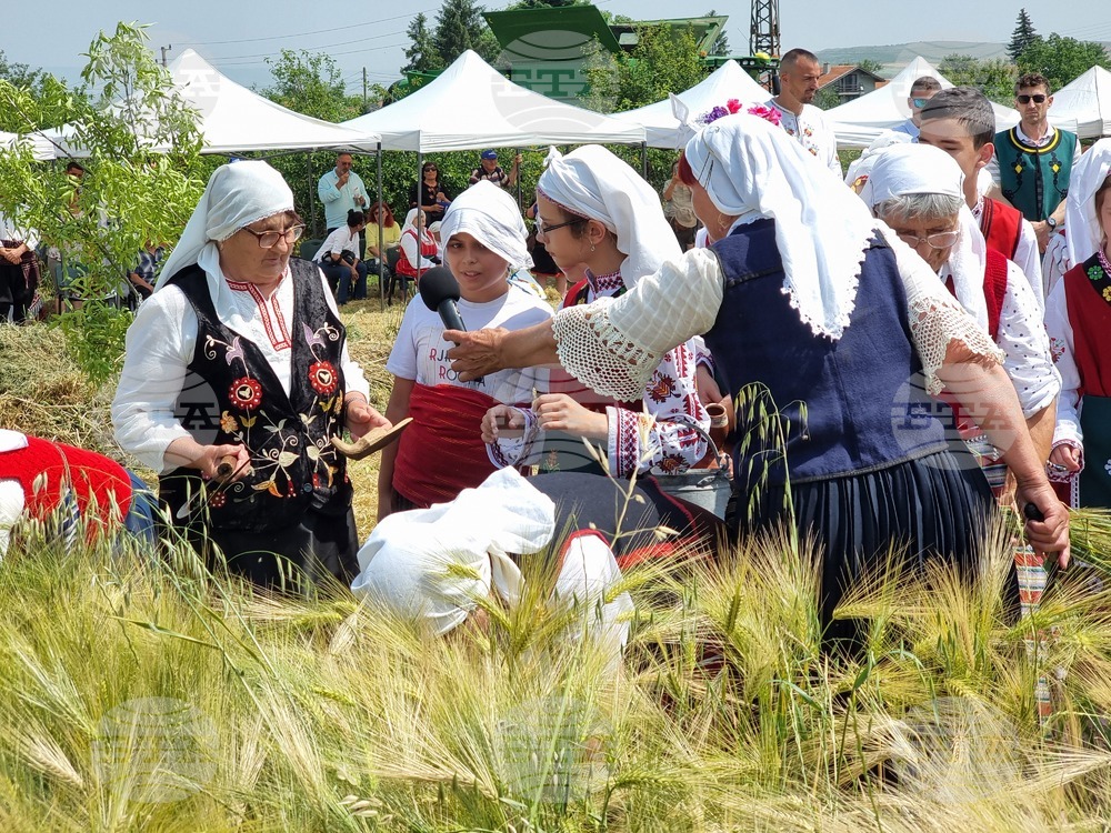 Село Търнава - откриване на жътвената кампания