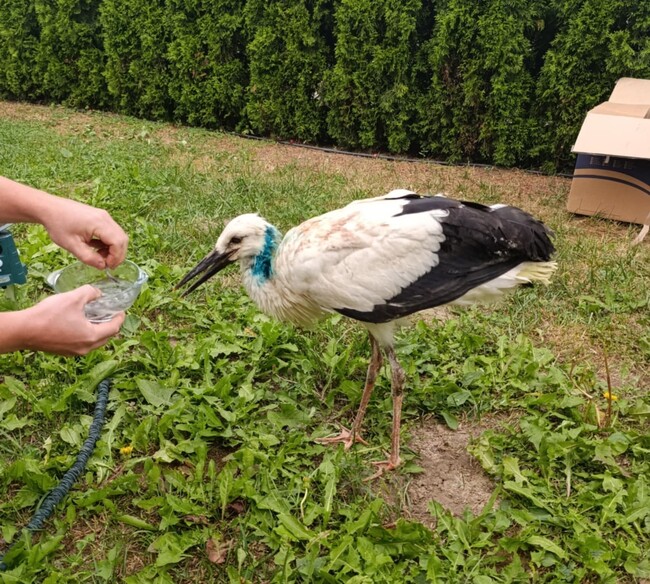Ранен щъркел е спасен в село Малки Искър в община Етрополе