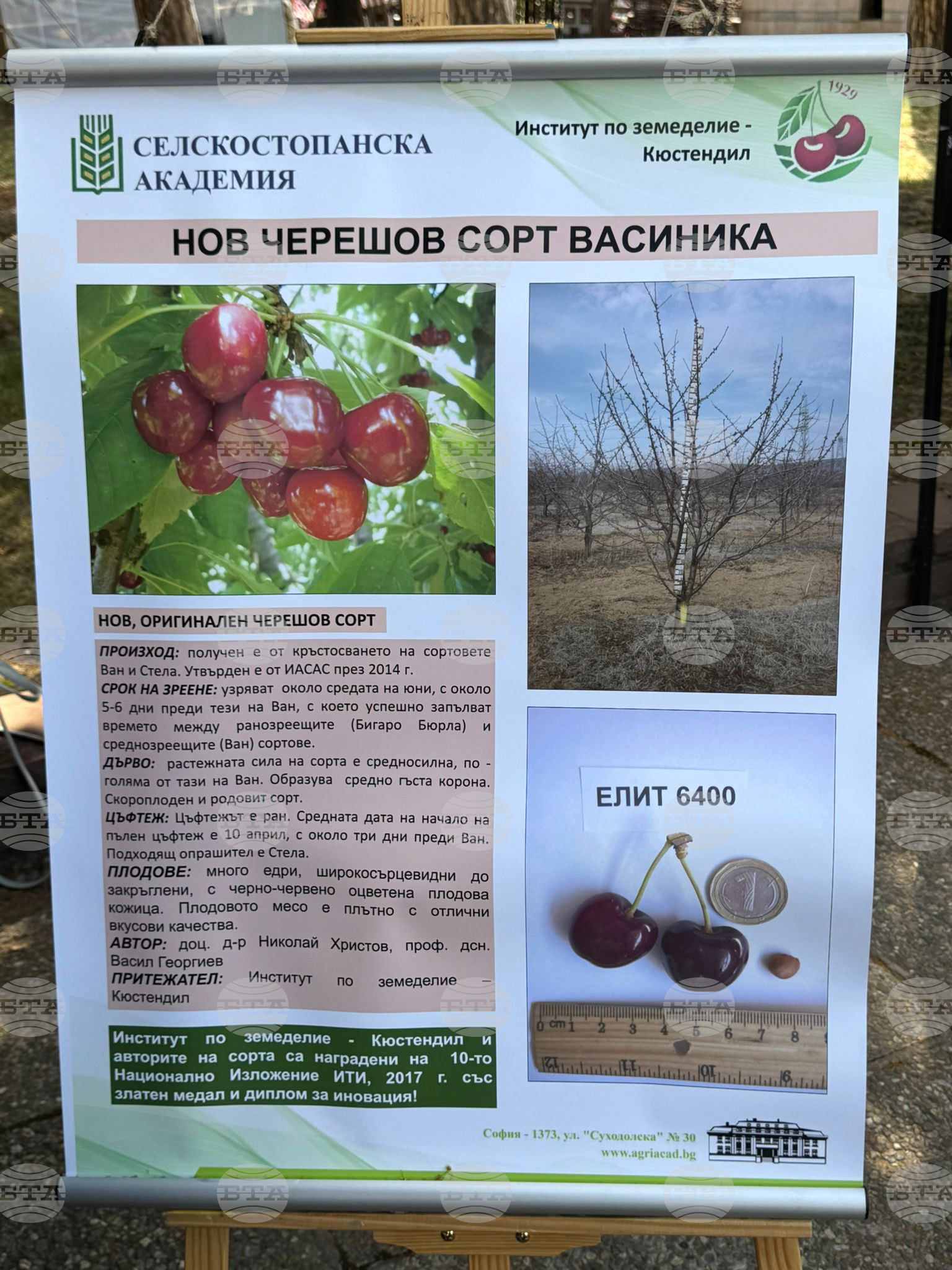 Кюстендил - „Празник на черешата“