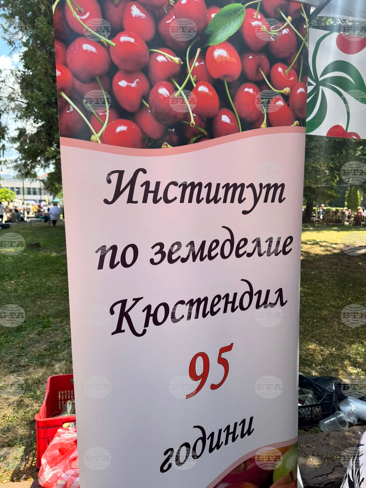Кюстендил - „Празник на черешата“