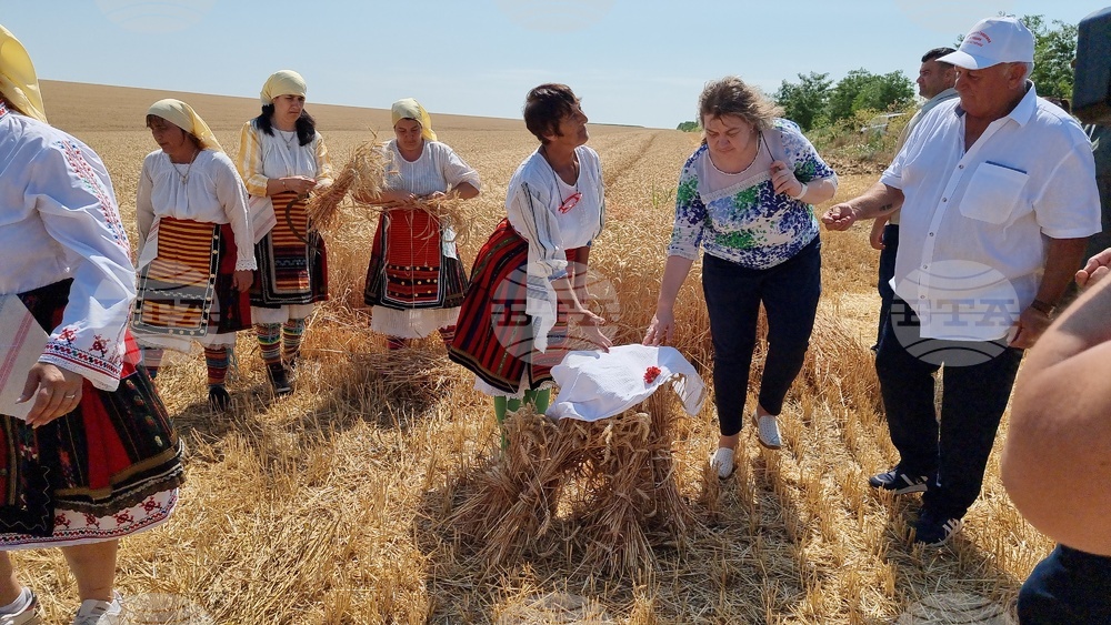 Село Манастирище - старт на жътвената кампания