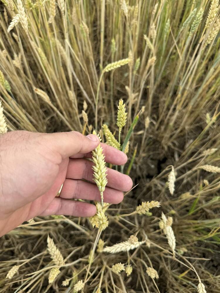 Farmers Call for Support over Low Wheat Yields