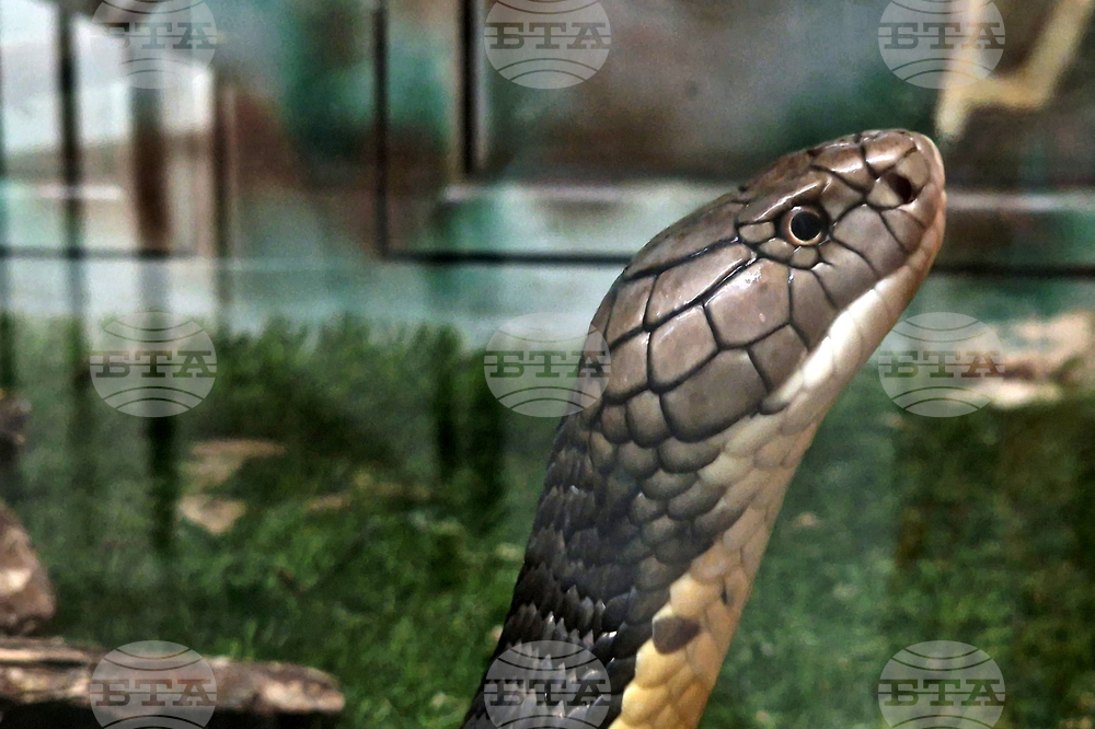 Terrarium with Most Dangerous, Poisonous Snakes Attracts Tourists in Mineralni Bani