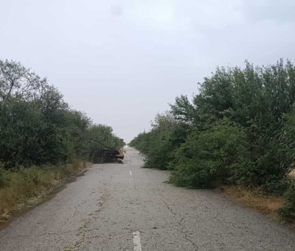 В Плевенско има паднали дървета и частично прекъсване на тока след силния вятър и дъжда