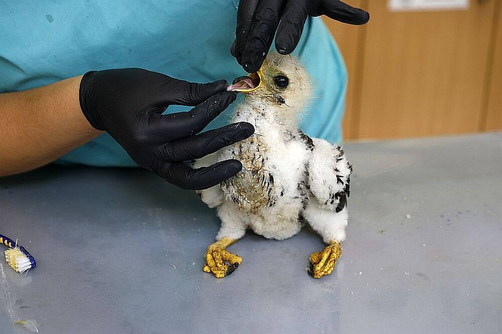 Бебе осояд беше спасено от пожар, съобщиха от WWF – България
