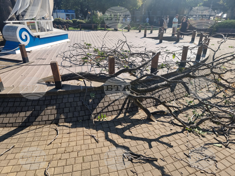 Бургас - паднало дърво