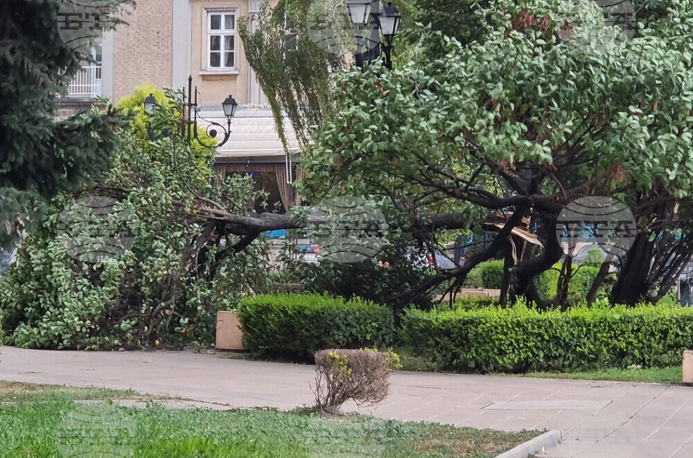Бурен вятър събори дървета и клони в Русенско и затвори за кратко движението по Дунав мост