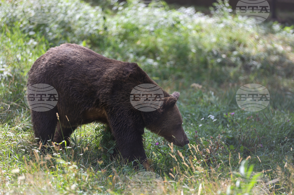 Belitsa Bear Park Celebrates 25th Birthday