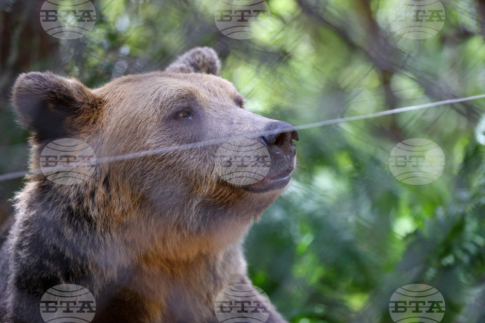 Two Bear Siblings from Ukraine Find New Home in Bulgaria