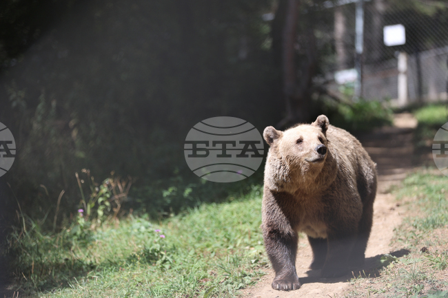 Fourteen Camera Traps in Western Rhodopi Mountains to Monitor Bear Behaviour