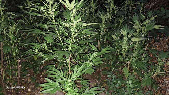 Мъж на 31 г. е привлечен като обвиняем за отглеждане и държане на марихуана в павелбанското село Долно Сахране