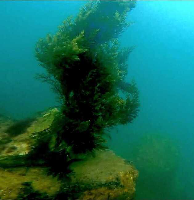 Аджерпрес: Румъния създава подводни ливади с морска трева и изкуствени рифове, съобщи Националната администрация на румънските води