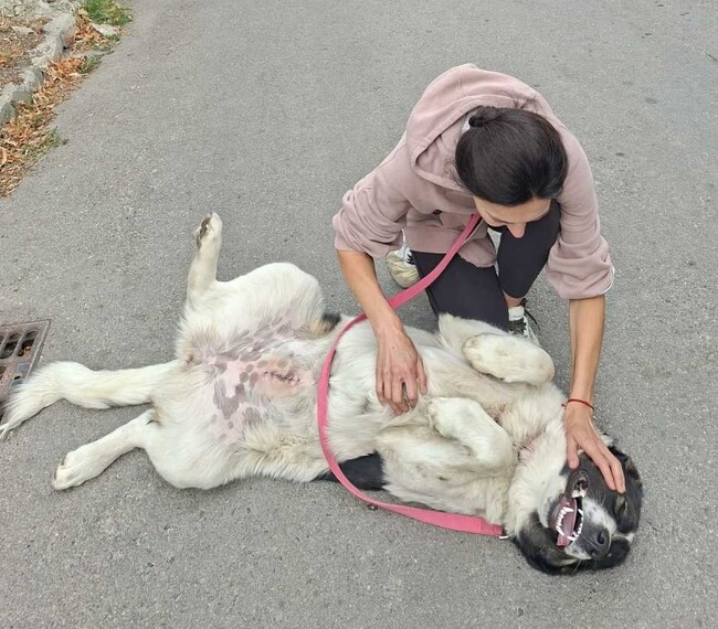 Едно от кучетата в община Банско, включени в кампанията „ОСИНОВИ МЕ: БезДОМен или ДОМашен – ТИ РЕШАВАШ!“, вече е осиновено и намери своя нов дом