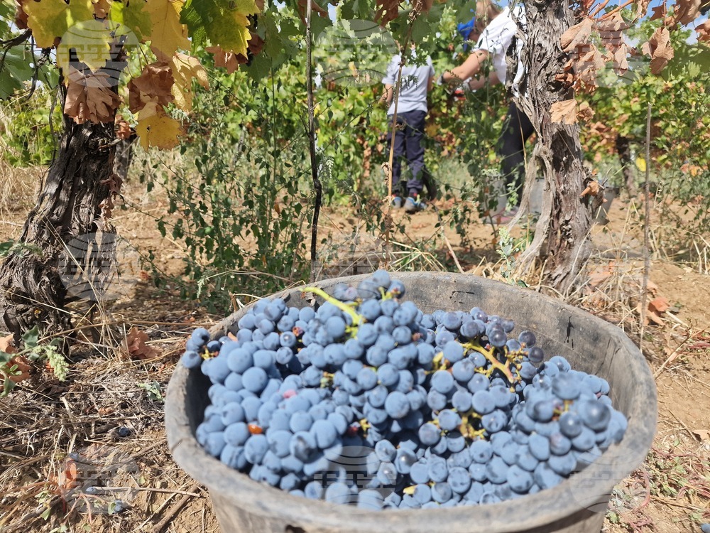 Стара Загора - „Menada Winery & Vineyards" - гроздобер