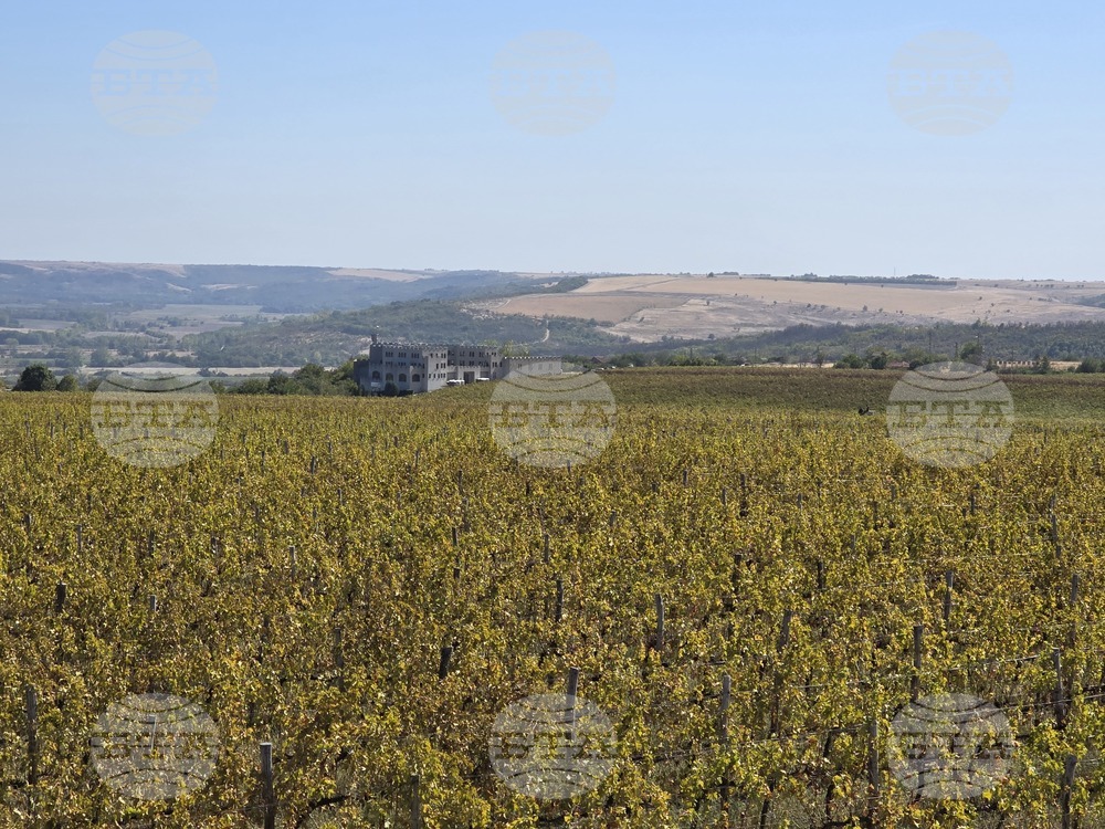 Chateau Burgozone: Wines Exported to 24 Countries Across Four Continents