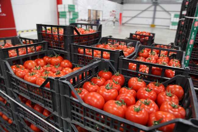 АТА: Албания отчита 9,1% ръст на износа на селскостопанска продукция през първите осем месеца на 2025 г.