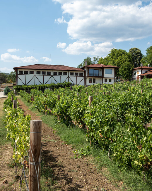 Тази есен винарна "Чукара" край Трявна ще предложи на клиентите си ново Шардоне