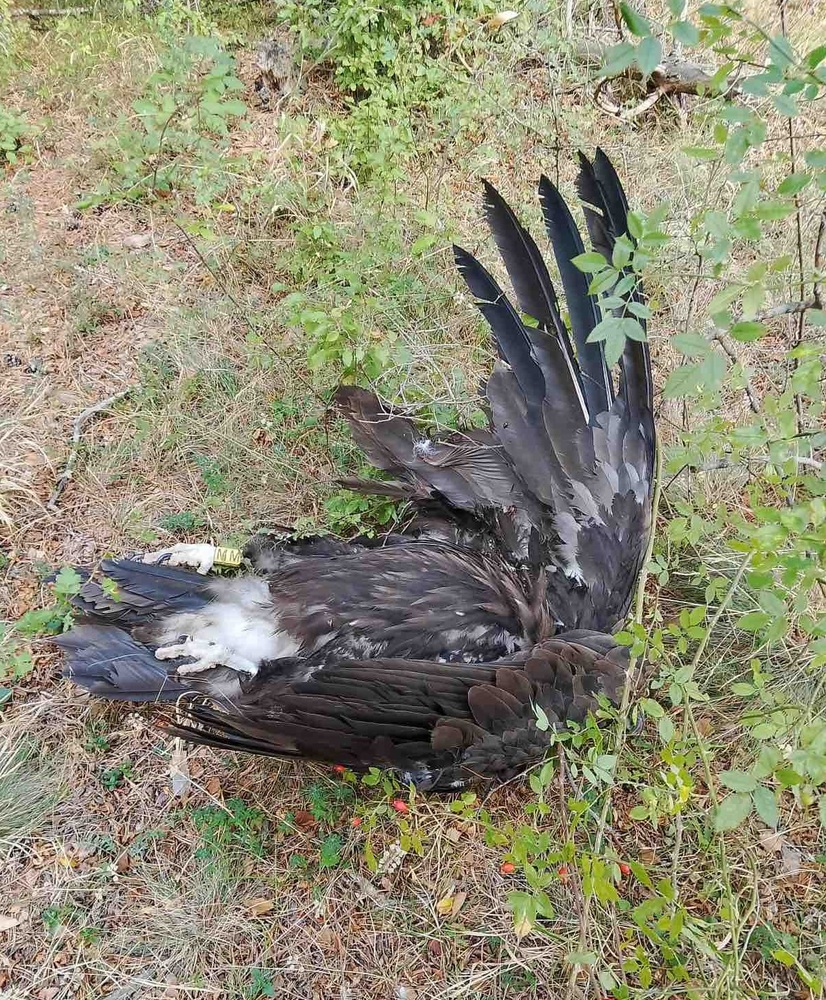 Black Vulture Shot Dead in NE Bulgaria, Investigation Underway