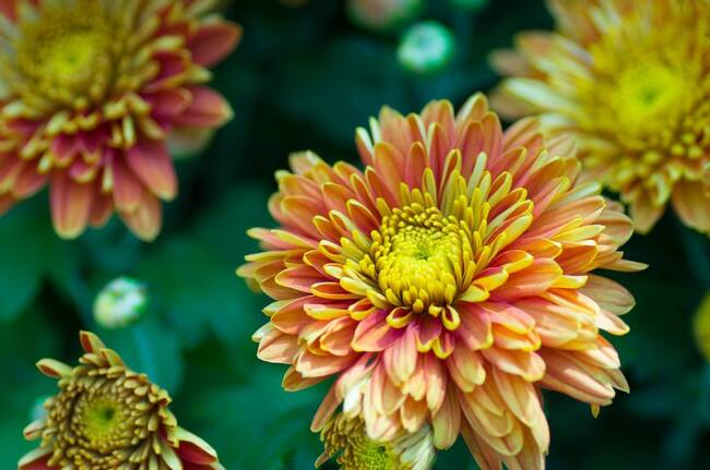 Ръководството на Българското училище „Св. св. Кирил и Методий“ в Тафая, Испания, публикува поздрав по повод Международния ден на учителя