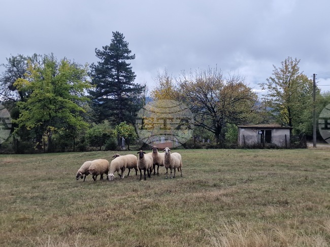 Националната овцевъдна и козевъдна асоциация изразява категоричното несъгласие на бранша с отказа от ваксинация срещу шарка по дребните преживни животни