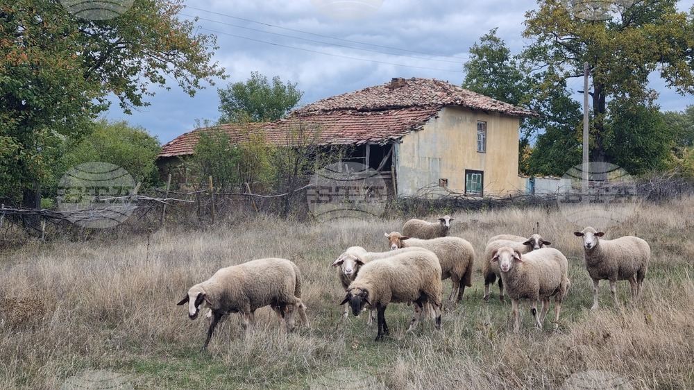 Срокът за прием по "де минимис" за компенсиране заради шарката по дребните преживни животни се удължава до 24 октомври