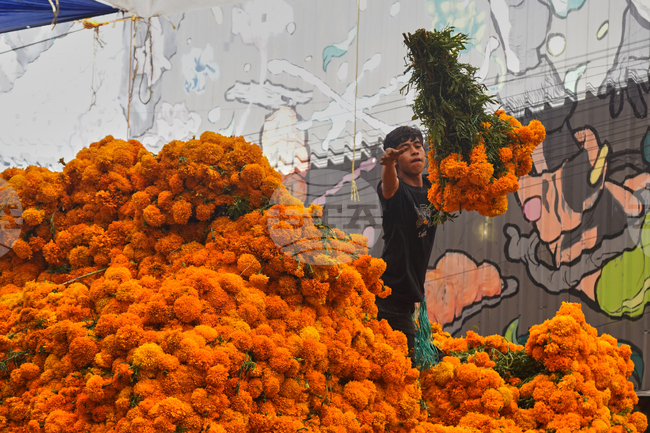 Отглеждането на мексиканския невен, характерен за честванията на Деня на мъртвите, е засегнато от климатичните промени