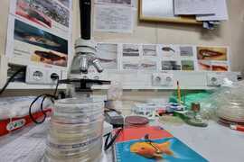 Antarctic Marine Ecosystem Easily Susceptible to Negative Changes By Human Activity